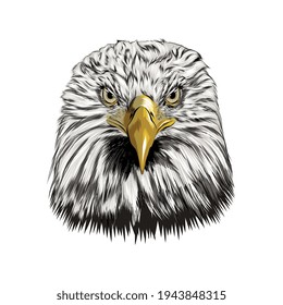 Bald eagle head portrait from a splash of watercolor, colored drawing, realistic. Vector illustration of paints