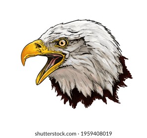 Bald eagle head portrait from a splash of watercolor, colored drawing, realistic. Vector illustration of paints