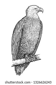 Bald eagle illustration, drawing, engraving, ink, line art, vector