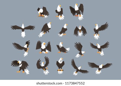 Bald Eagle Image Set On Grey Background