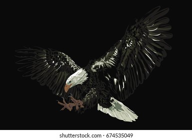 Bald eagle  isolated on black background - Detailed vector illustration