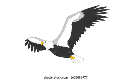 Bald Eagle isolated on white. This vector illustration can be used as a print on T-shirts, tattoo element or other uses