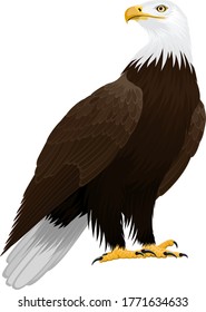 Bald eagle isolated on white - vector illustration