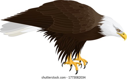 Bald eagle isolated on white - vector illustration