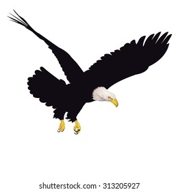 Bald eagle isolated on white background. Vector illustration.