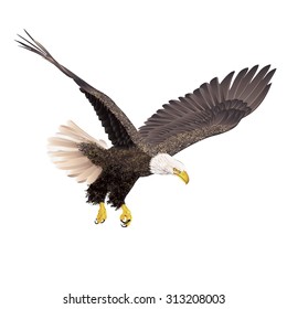 Bald Eagle Isolated On White Background. Vector Illustration.