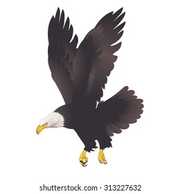 Bald eagle isolated on white background. Vector illustration.