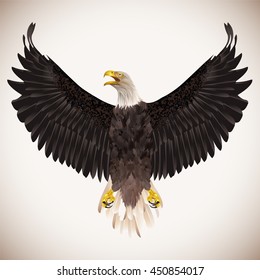 Bald eagle isolated on white background. Vector illustration.