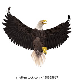 Bald eagle isolated on white background. Vector illustration.