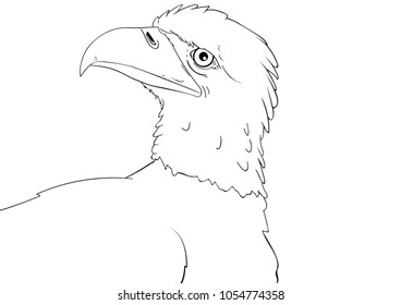 Bald eagle outline drawing