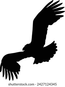 Bald eagle silhouette. Bird flying silhouette illustration