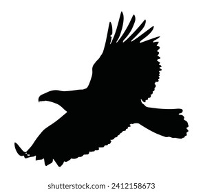 Bald eagle silhouette in black. Flying Aquila chrysaetos silhouette isolated on white background. 