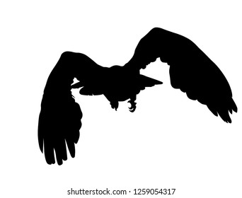 Bald Eagle silhouettes isolated on white. This vector illustration can be used as a print on t-shirts, tattoo element or other uses