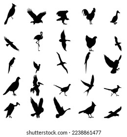 Bald Eagle silhouettes isolated on white. This vector illustration can be used as a print on t-shirts, tattoo element or other uses. bird vector set design