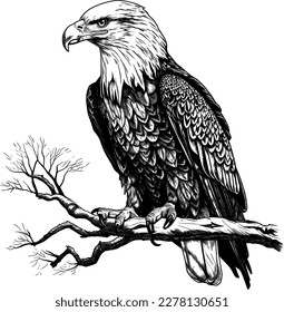 Sentado de águila calva en rama en blanco y negro para el vector de grabado láser