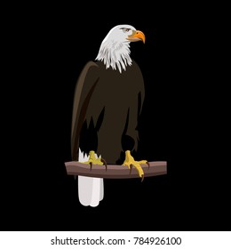 Bald eagle sitting on a tree branch. Vector illustration isolated on the black background