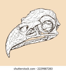 bald eagle skull head vector illustration