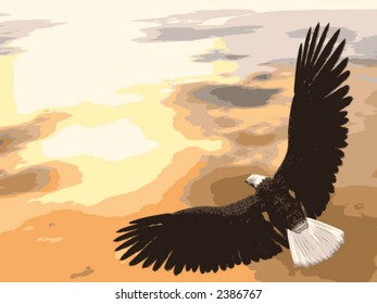 Bald Eagle Soaring