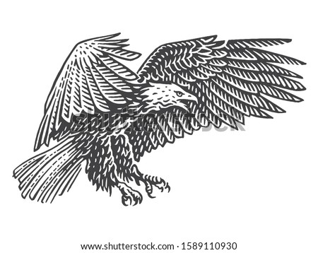 Bald eagle soaring in air  monochrome illustration. Isolated, vector. 