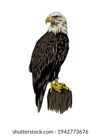 Bald eagle from a splash of watercolor, colored drawing, realistic. Vector illustration of paints