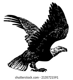 Bald eagle with spread wings, bird, predator, wild animal, wildlife, symbol, vector, illustration in black and white color, isolated on white background