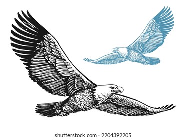 Bald eagle with spread wings in flight isolated on white background. Bird vector illustration in vintage engraving style