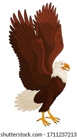 Bald eagle spread its wings preparing to fly. Colored vector illustration of a hunting bird of prey.