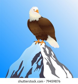 Bald eagle standing on a mountain peak