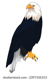 Bald eagle standing sideways. Graphic vector