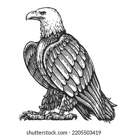 Bald eagle stands in full growth, isolated on white. Hand drawn animal bird in vintage engraving style vector