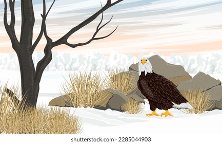 The bald eagle stands in the snow. Winter in the mountains. Realistic vector landscape