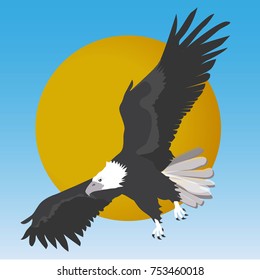 Bald eagle with sunset