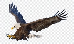 Bald Eagle Swoop Attack Hand Draw And Paint Color On Checkered Background Vector Illustration.