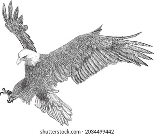 Bald eagle swoop attack hand draw sketch black line on white background vector illustration.