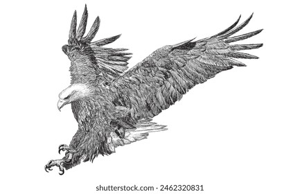 Bald eagle swoop attack hand draw doodle sketch black line on white background animal wildlife vector illustration.