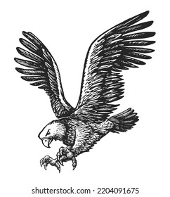 Bald eagle with talon claws forward and wings spread. Animal bird sketch. Vector illustration in vintage engraving style