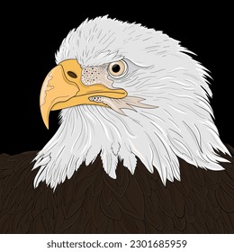 BALD EAGLE VECTOR DRAWING DESIGN