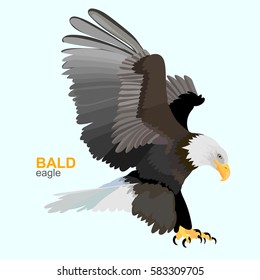 Bald eagle. Vector illustration.