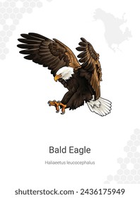 Bald eagle. Vector illustration of the American eagle. Bird of prey. Haliaeetus leucocephalus illustration wall decor