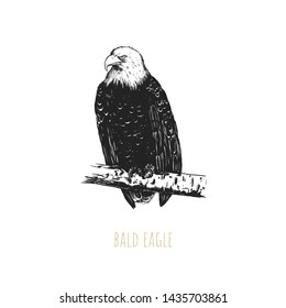 Bald eagle vector illustration. Bald eagle bird hand drawing. Bald eagle sketch. Haliaeetus leucocephalus
