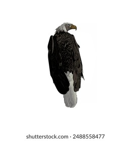 Bald eagle vector ilustration design for logo icon template 