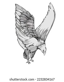 Bald eagle vector image on white background