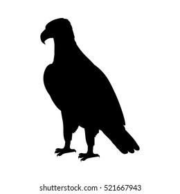 Bald eagle vector. Predatory birds wildlife concept. North America fauna illustration. Picture for national symbolics, encyclopedia, books illustrating. Isolated on white.