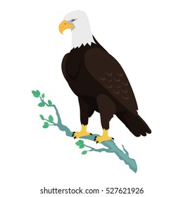 Bald eagle vector. Predatory birds wildlife concept in flat style design. North America fauna illustration. Picture for national symbolics, encyclopedia, books illustrating. Isolated on white.