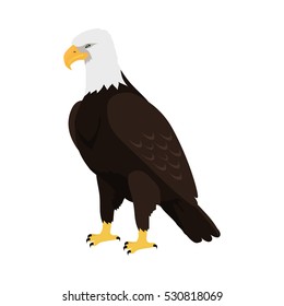 Bald eagle vector. Predatory birds wildlife concept in flat style design. North America fauna illustration. Picture for national symbolics, encyclopedia, books illustrating. Isolated on white.