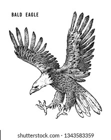 Bald eagle. Wild forest bird of prey. Hand drawn sketch graphic style.  Fashion patch. Print for  t-shirt, Tattoo or badges.