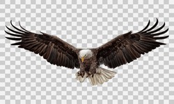 Bald Eagle Winged Flying Swoop Attack Landing Hand Draw And Paint Color On Grey Checkered Background Vector Illustration.