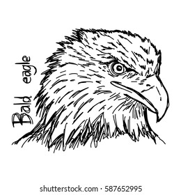 bald eagle's head - vector illustration sketch hand drawn with black lines, isolated on white background