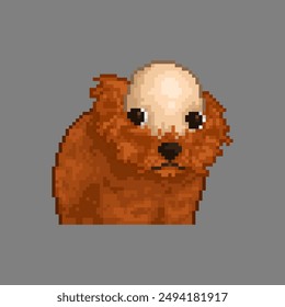 Bald head dog, pixel art meme