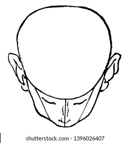 Bald Head Shown Tilted Completely Forward Stock Vector (Royalty Free ...